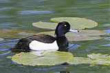 Tufted Duckborder=